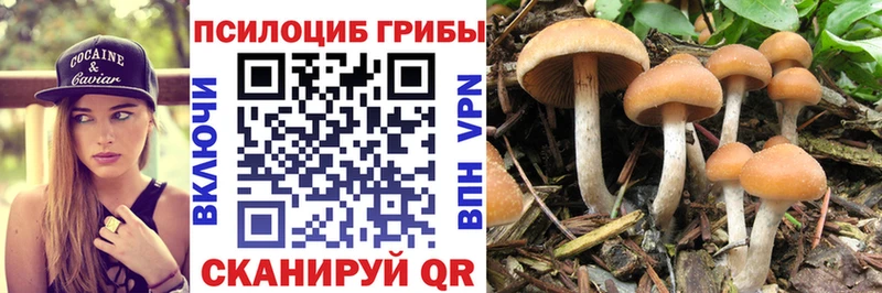 наркотики  Петрозаводск  Псилоцибиновые грибы Psilocybe 